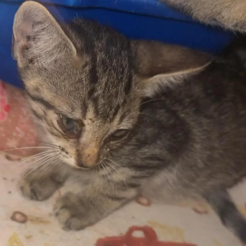 A baby small-sized female Brown / Chocolate Domestic Short Hair cat named Miley for adoption in Stephenville, TX