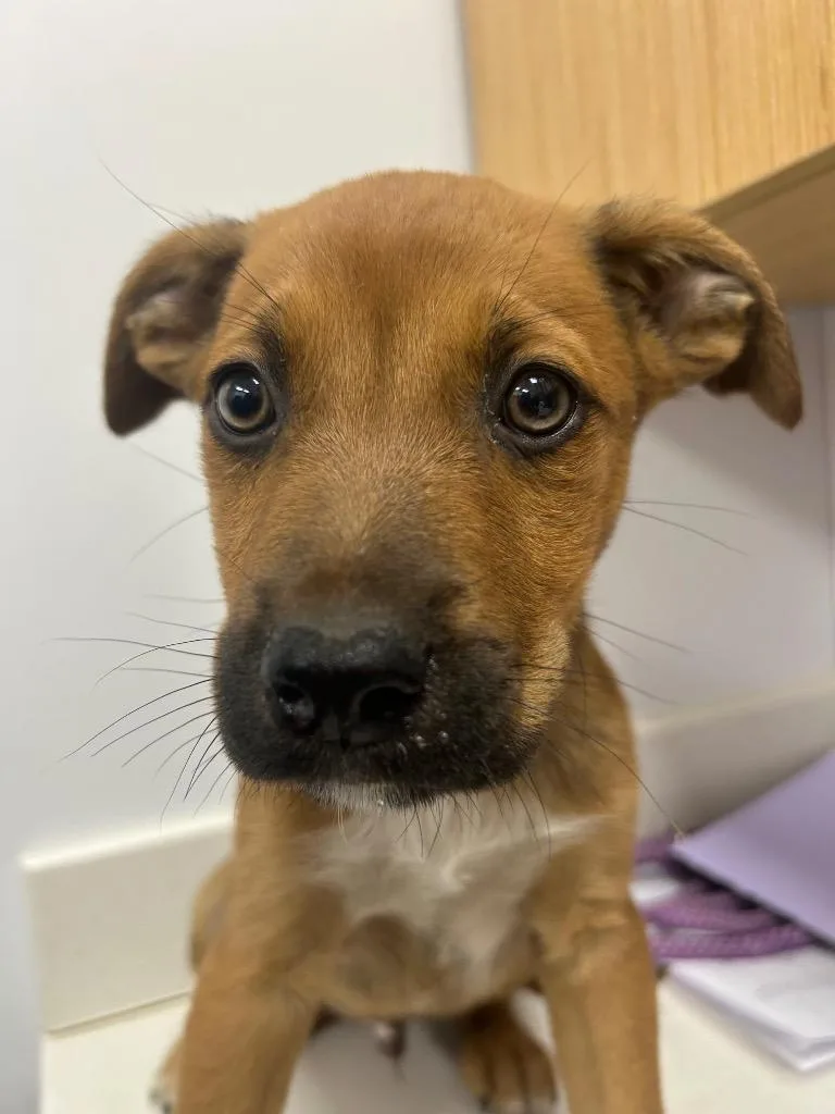 A baby medium-sized male Shepherd dog named Marty for adoption in Hartsville, SC