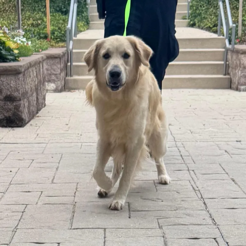 An adult large-sized male Golden Retriever dog named YORKStray for adoption in York, PA