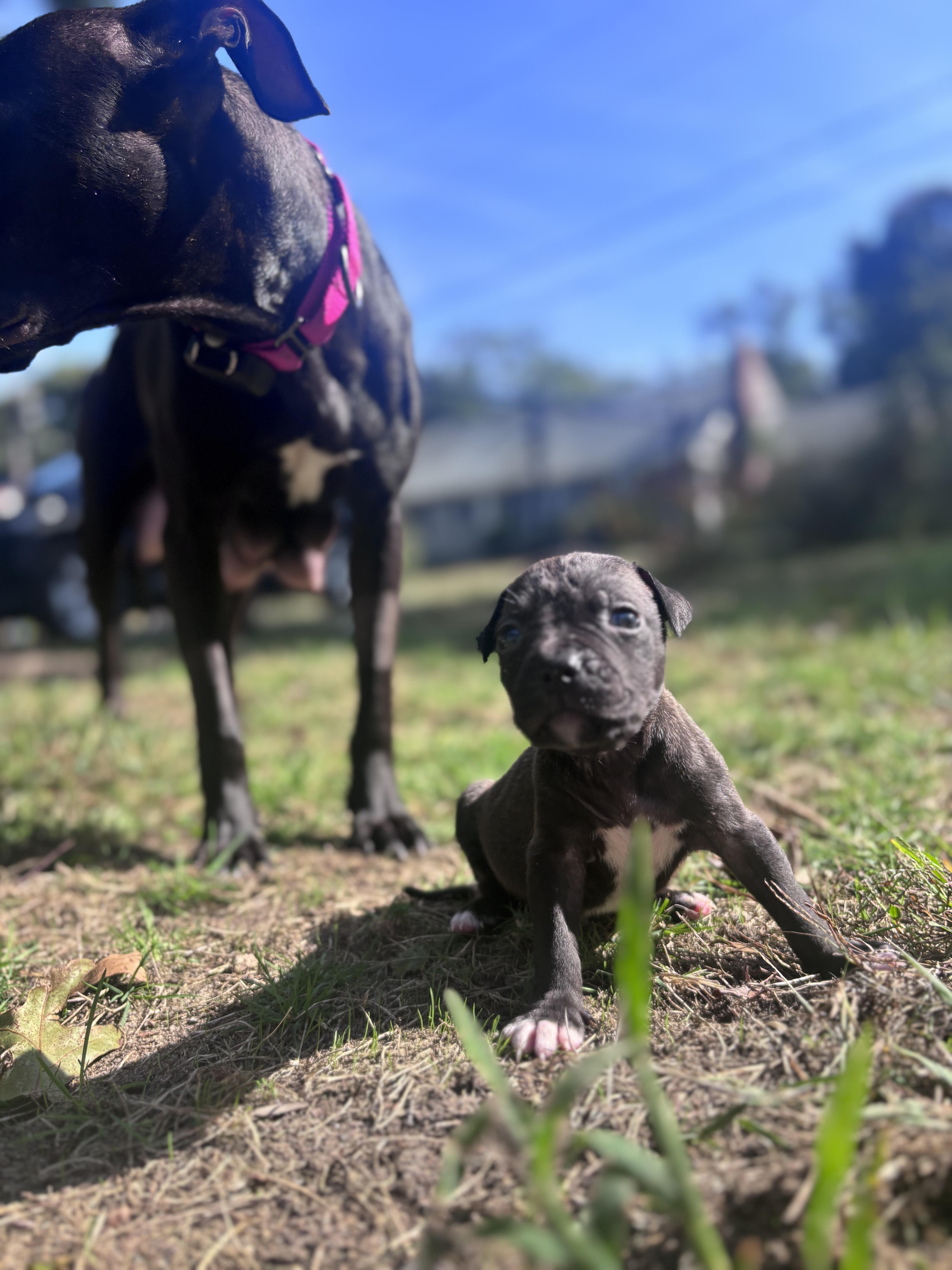 A baby medium-sized male Black Labrador Retriever dog named Buckwheat Little Rascals for adoption in Andover, MA