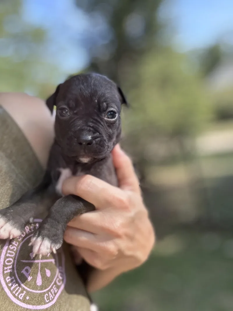 Buckwheat Little Rascals  thumbnail 3