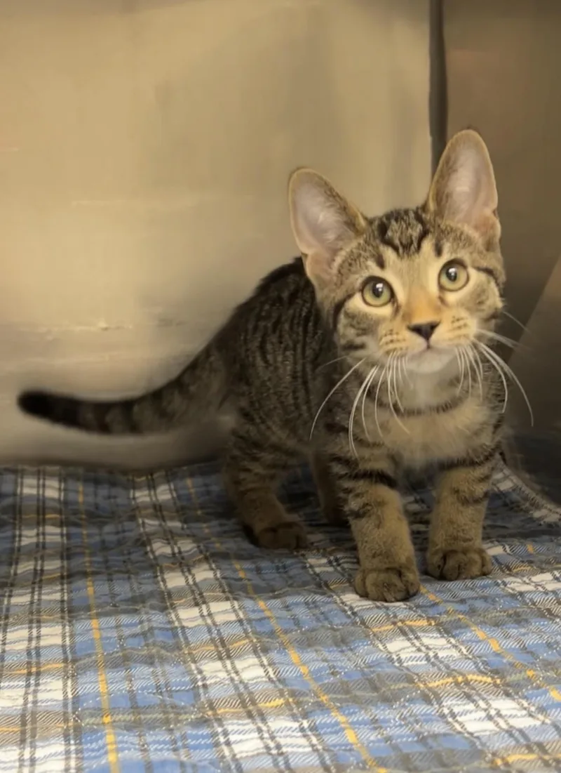 A baby medium-sized male Tabby (Brown / Chocolate) Domestic Short Hair cat named Hammer for adoption in Montville, NJ