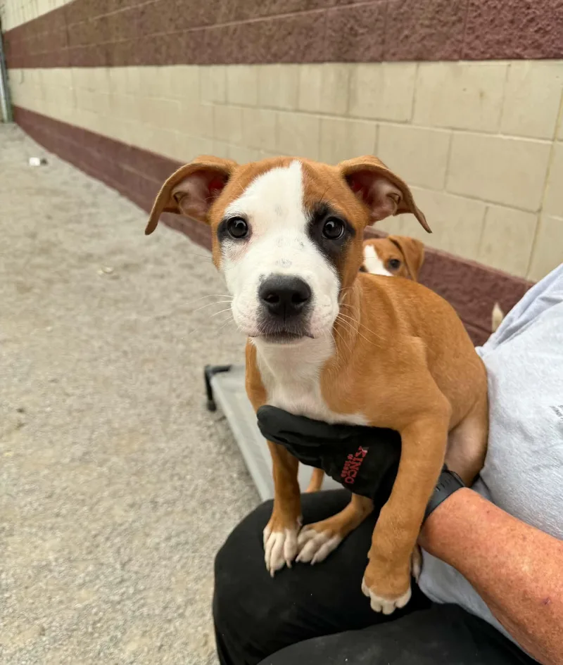 A baby medium-sized female Boxer dog named Sabrina for adoption in Springfield, IL
