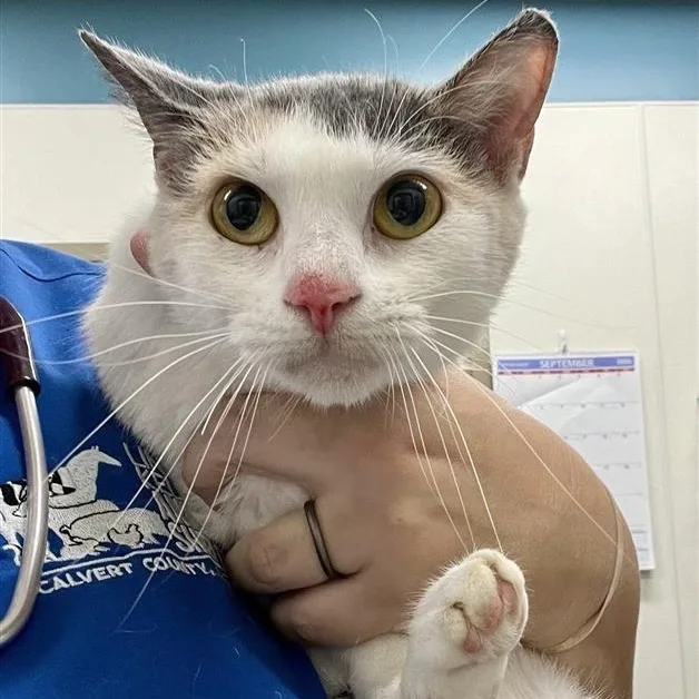 An adult medium-sized female Gray & White Domestic Short Hair cat named Olivia for adoption in Prince Frederick, MD