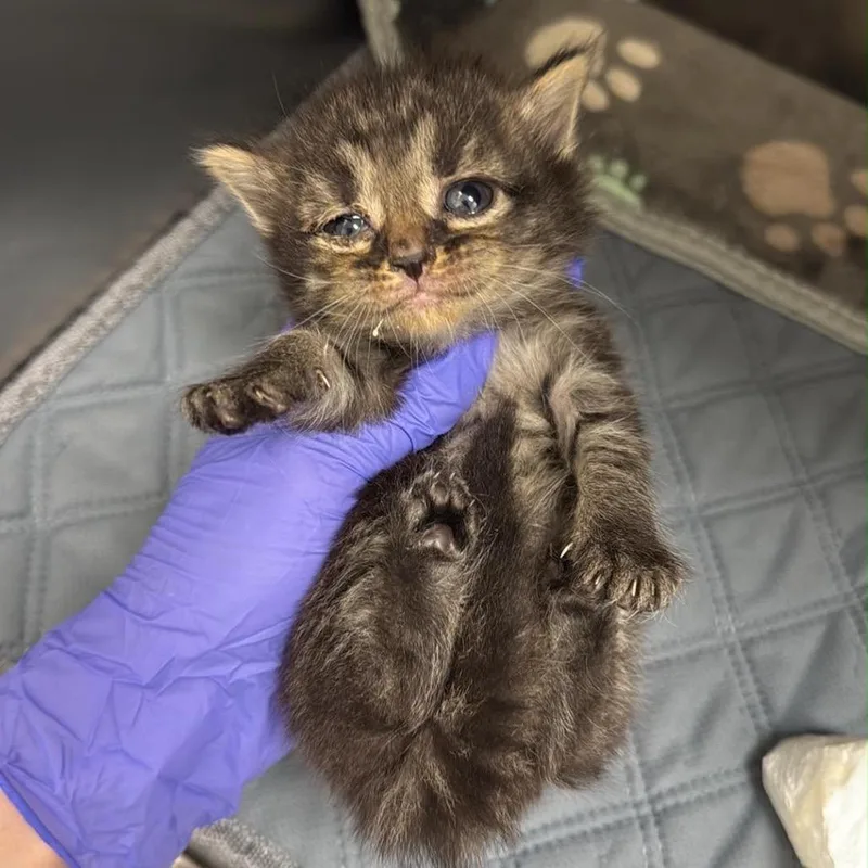 Tina