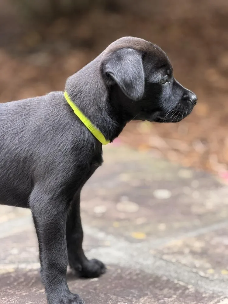 A baby medium-sized female Black Terrier dog named Ziti for adoption in Hartwell, GA