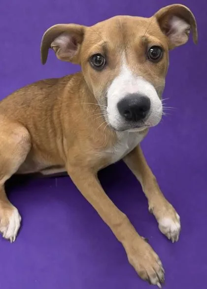 A young medium-sized female Terrier dog named Alice for adoption in Gulfport, MS