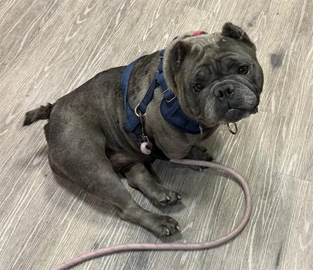 An adult medium-sized female American Bulldog dog named Poppy for adoption in Martinez, CA
