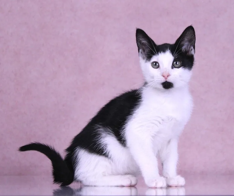 A baby medium-sized female Black & White / Tuxedo Domestic Short Hair cat named Dede for adoption in Tuscaloosa, AL