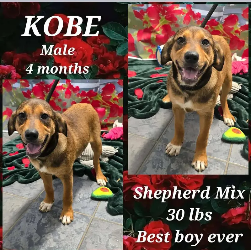 Kobe