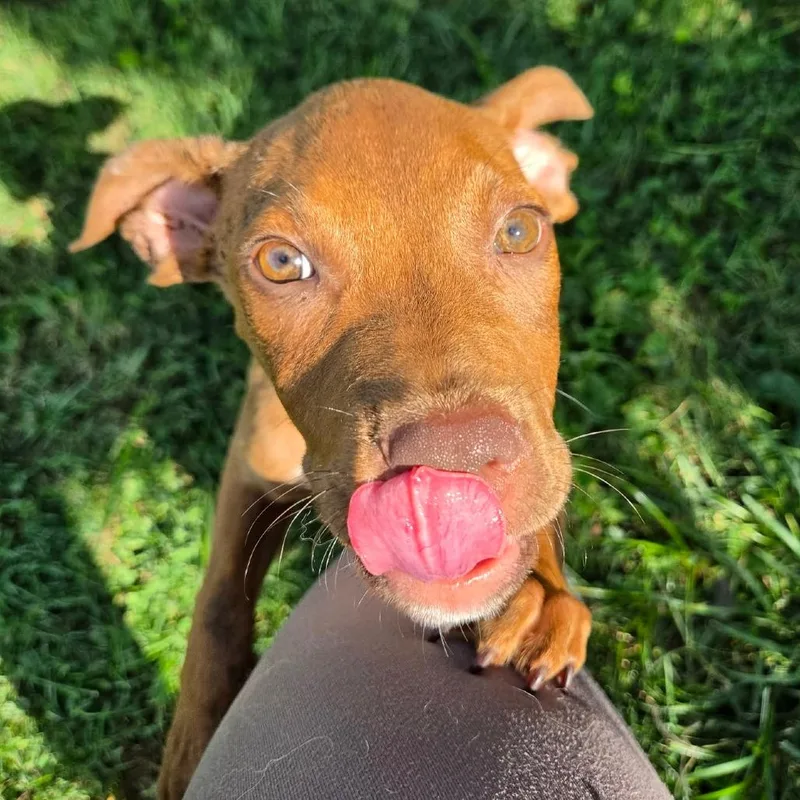 A baby medium-sized male Red / Chestnut / Orange Pit Bull Terrier dog named Widget for adoption in East Saint Louis, IL
