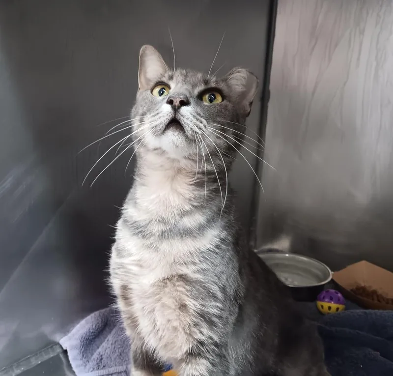 A young medium-sized female Domestic Short Hair cat named Stellaluna for adoption in New Braunfels, TX