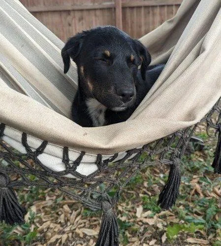 A young small-sized male Bicolor Mixed Breed dog named Bennie for adoption in Sullivan City, TX