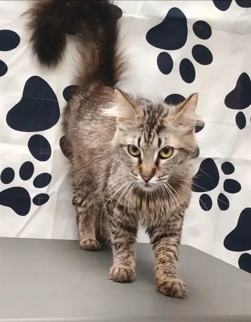 A young medium-sized female Domestic Medium Hair cat named Artemis for adoption in Wylie, TX