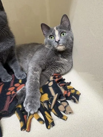 An adult medium-sized female Domestic Short Hair cat named Valarie for adoption in Pequot Lakes, MN