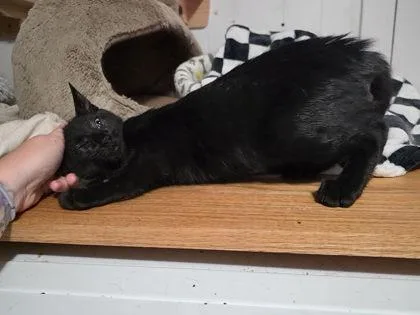 An adult small-sized male Domestic Short Hair cat named Tj for adoption in Berwick, PA