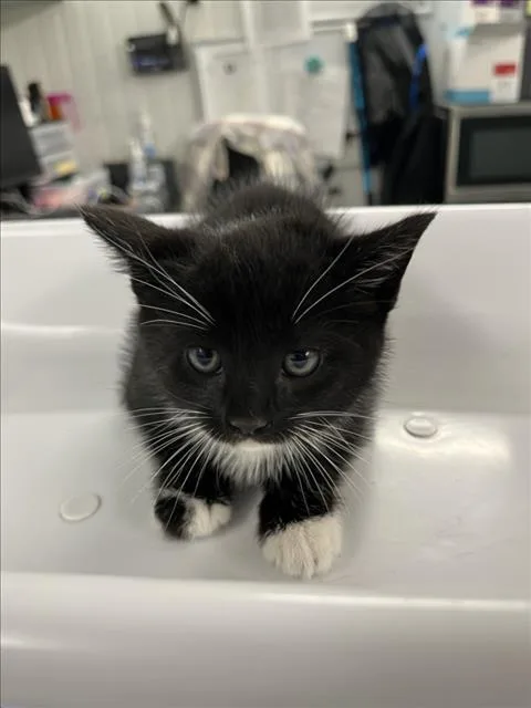 A baby small-sized male Black & White / Tuxedo Domestic Short Hair cat named Wink for adoption in Woodland, CA