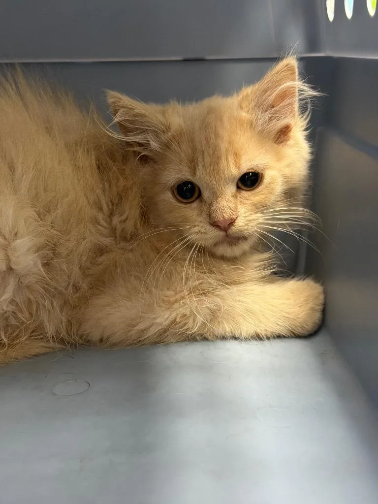 A baby medium-sized male Domestic Short Hair cat named Cayenne for adoption in Pomona, NY