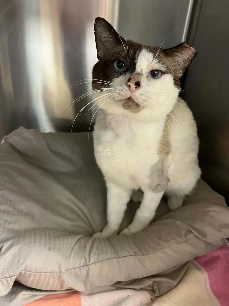 A young large-sized male Buff / Tan / Fawn Snowshoe cat named Solo for adoption in West Palm Beach, FL