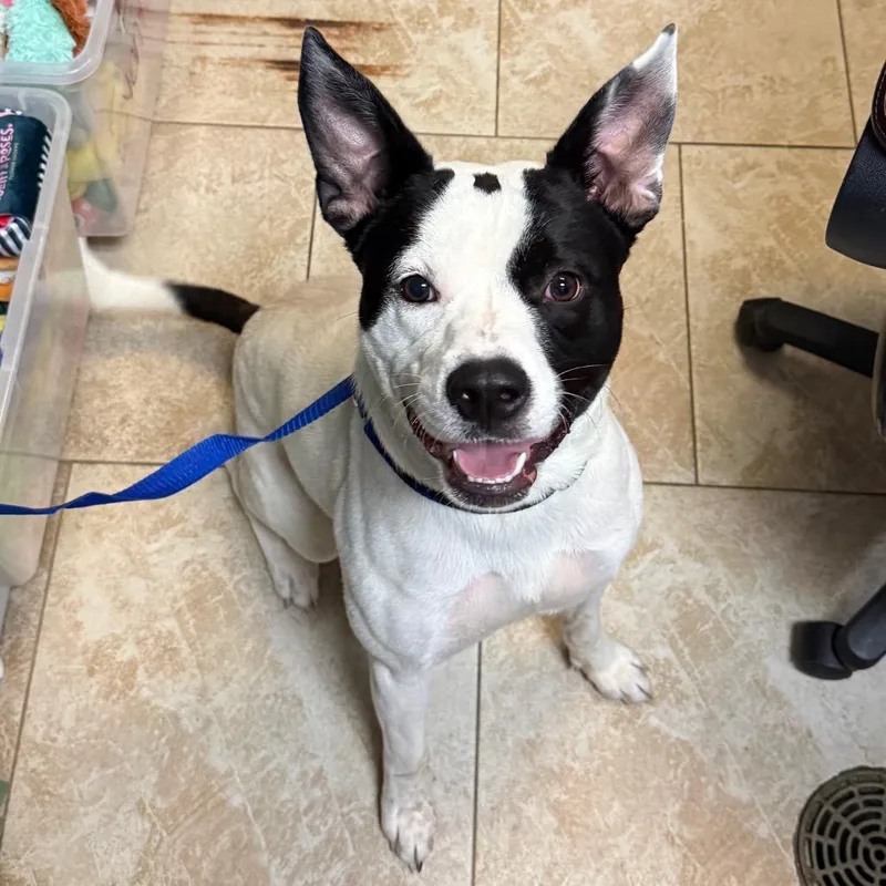 An adult medium-sized male White / Cream Pit Bull Terrier dog named Wilbur for adoption in Galveston, TX