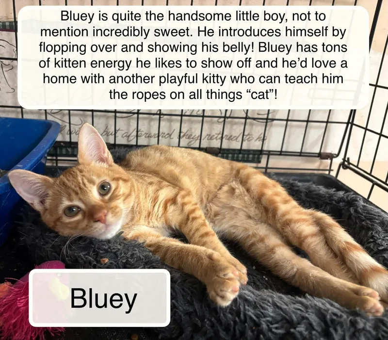 A baby small-sized female Orange & White Domestic Short Hair cat named Bluey for adoption in Ellicott City, MD