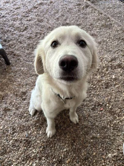 An adult large-sized female Great Pyrenees dog named Ruby for adoption in Shawano, WI