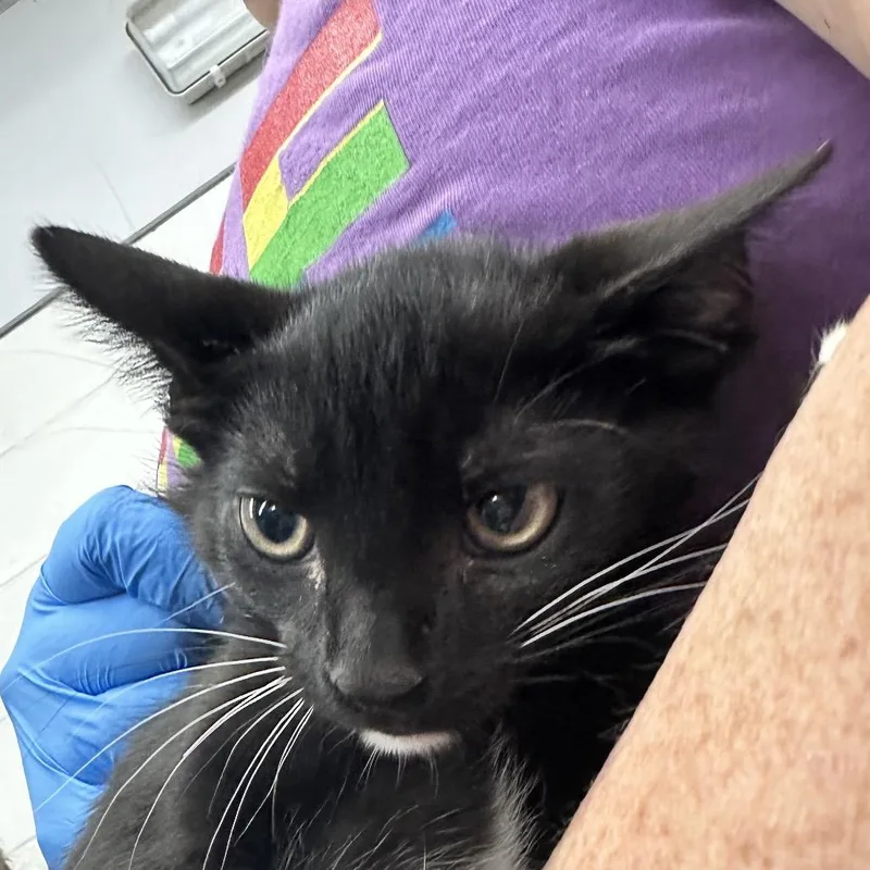 A baby small-sized male Black Domestic Short Hair cat named Copperhead for adoption in Evansville, IN