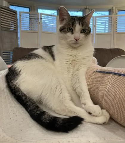 Felix