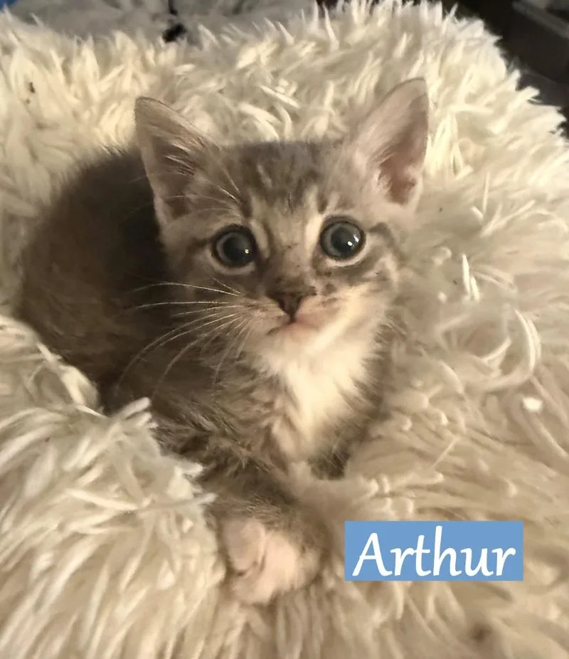 A baby medium-sized male American Bobtail cat named Arthur for adoption in Hoover , AL
