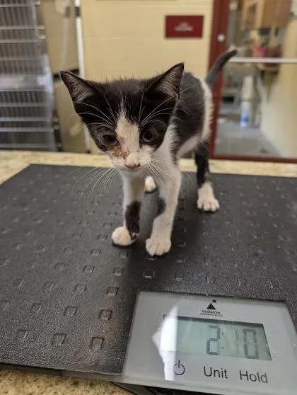 A baby small-sized male Domestic Short Hair cat named Little Bit for adoption in Independence, MO