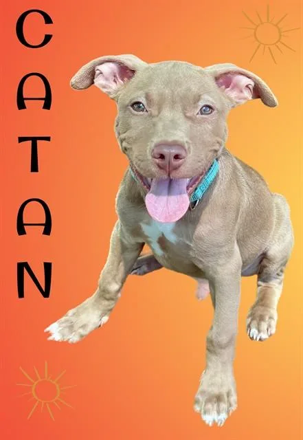 A baby small-sized male Pit Bull Terrier dog named Catan for adoption in Sarasota, FL