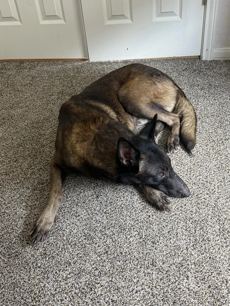 An adult large-sized male Belgian Shepherd / Malinois dog named Dutch for adoption in Houston , TX
