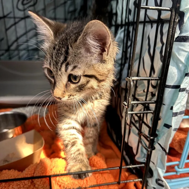 A baby small-sized male Brown / Chocolate Domestic Short Hair cat named Salami for adoption in New York, NY