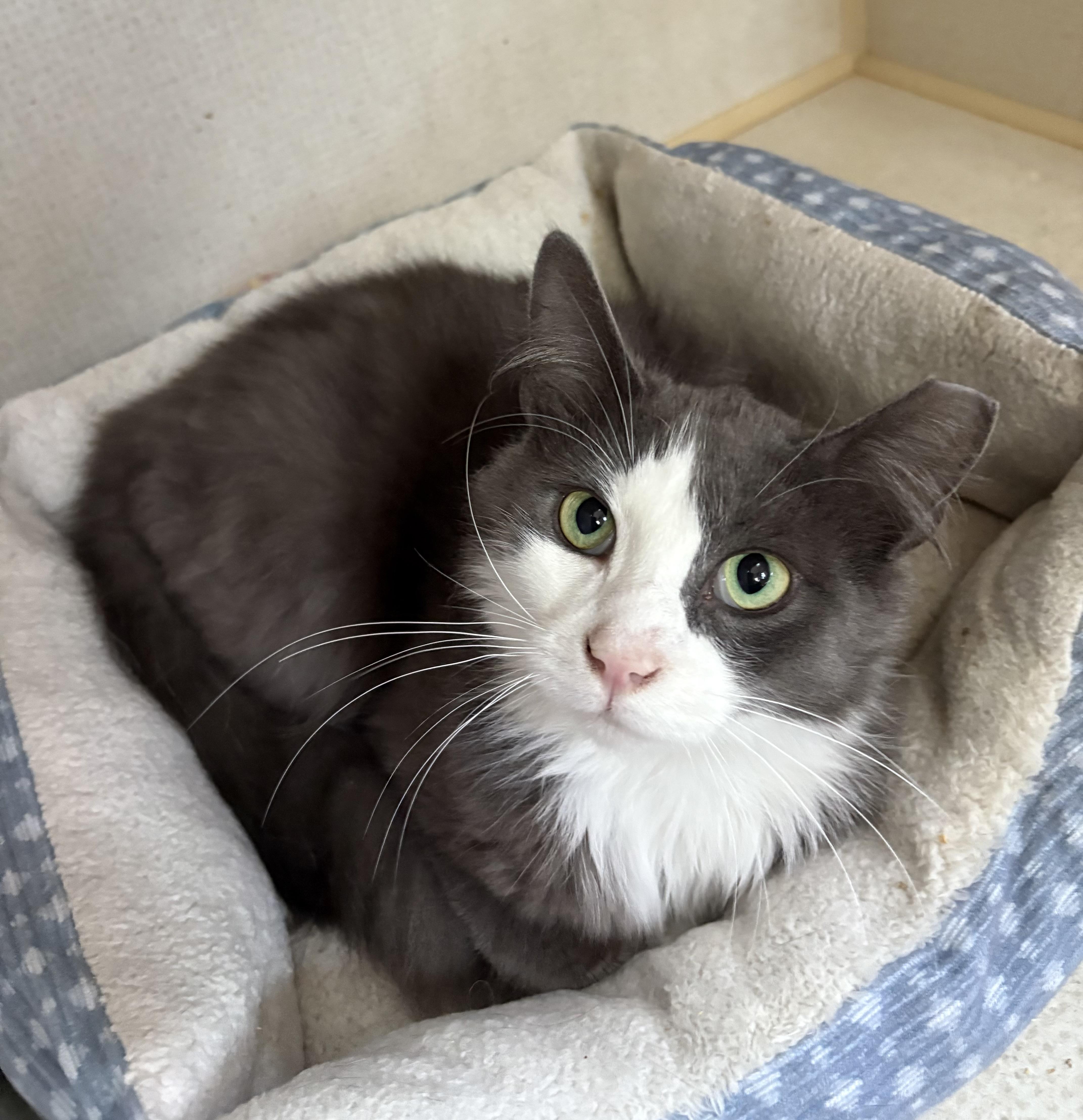 A young medium-sized male Gray & White Domestic Medium Hair cat named Luke for adoption in Hamilton, NJ