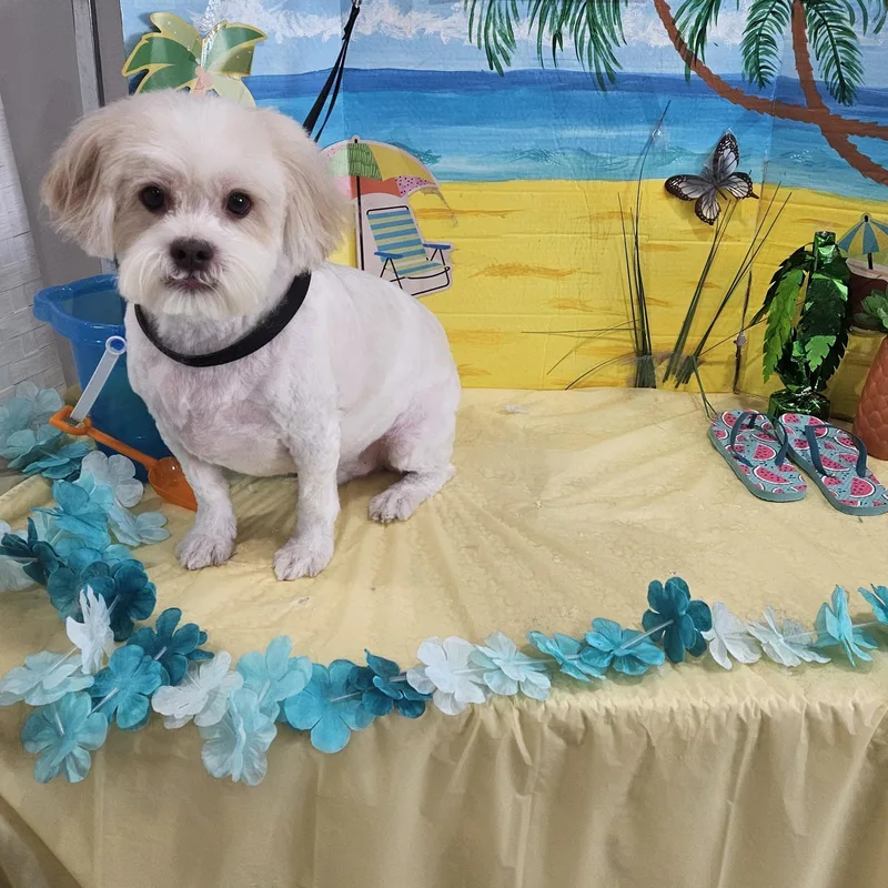 An adult small-sized male Shih poo dog named Mr. Peanut Butter for adoption in Toms River, NJ