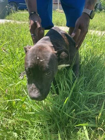 A baby large-sized male Pit Bull Terrier dog named Blacc for adoption in Dallas, TX