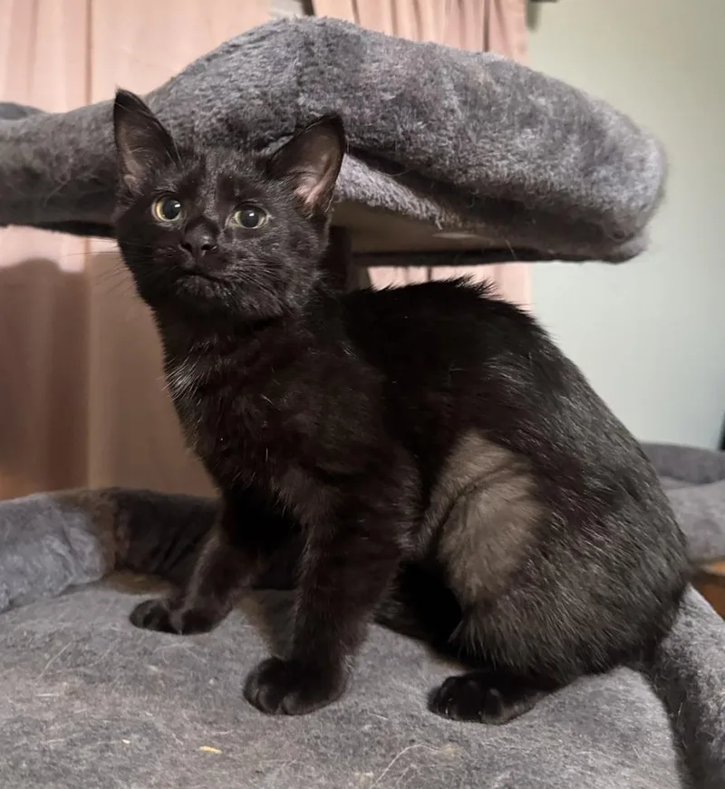 A baby small-sized female Black Domestic Short Hair cat named Eleanor SR for adoption in Greenville, SC