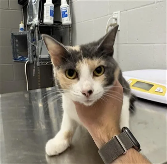 A young medium-sized female Domestic Short Hair cat named Linda for adoption in Indianapolis, IN