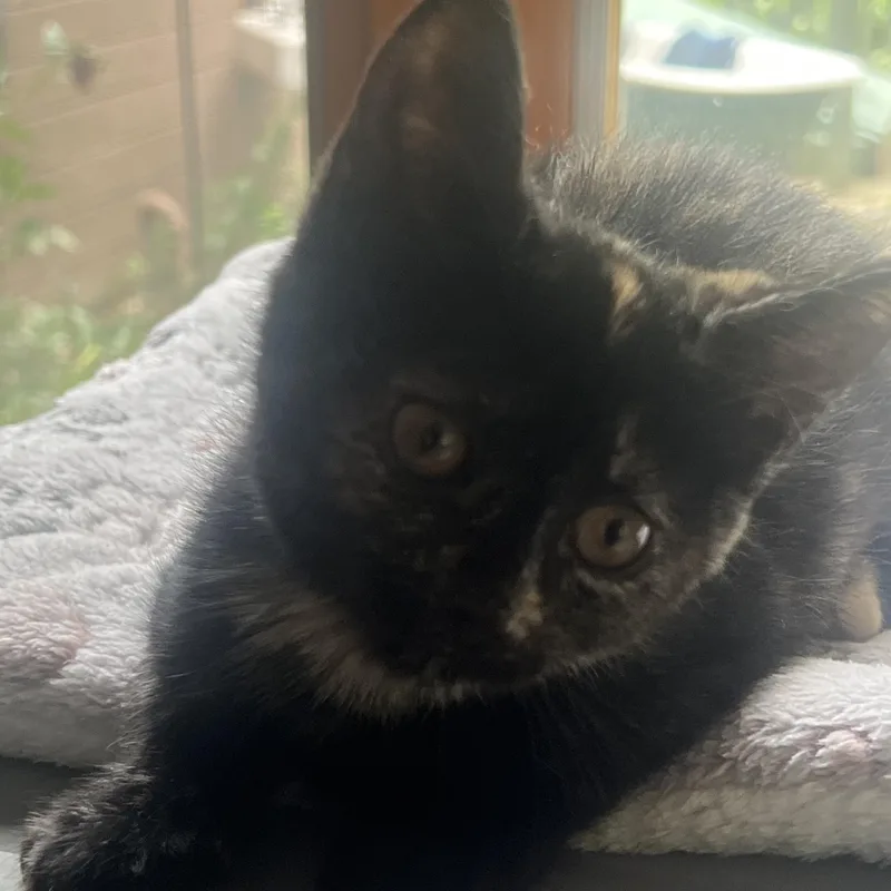 A baby medium-sized female Tortoiseshell Domestic Short Hair cat named Thistle for adoption in Breinigsville, PA