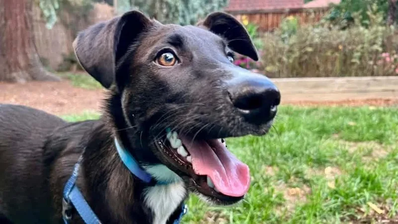 A young medium-sized male Labrador Retriever dog named Logan for adoption in Fort Lupton, CO
