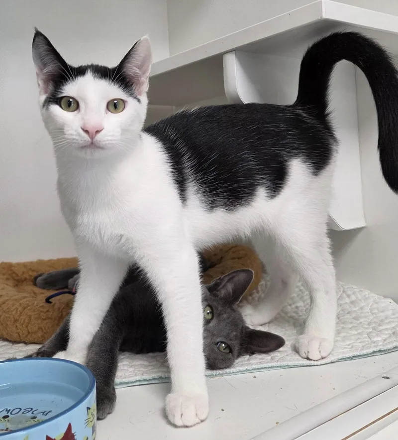 A young medium-sized male Black & White / Tuxedo Domestic Short Hair cat named Mitzi for adoption in Satellite Beach, FL