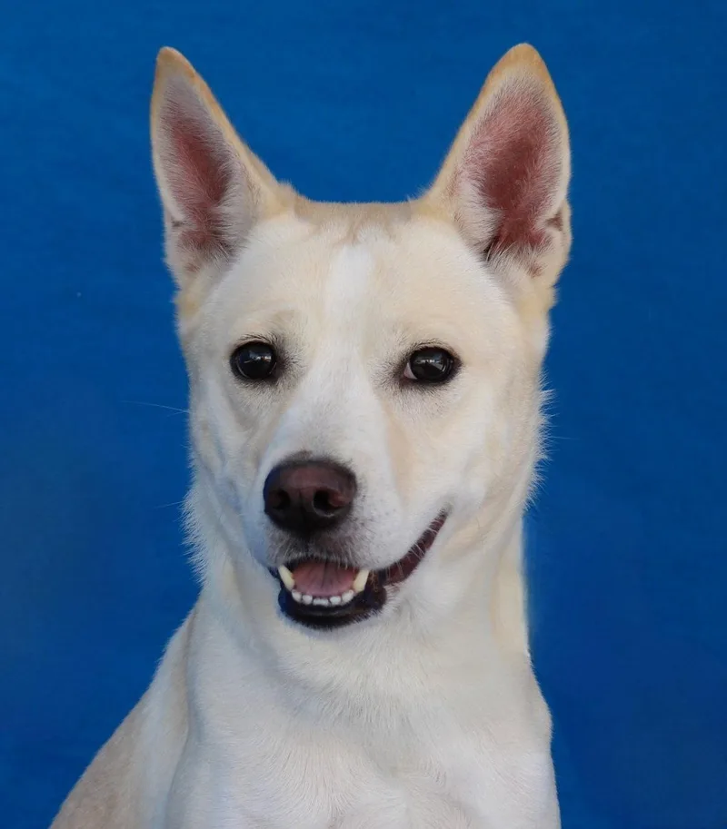 An adult medium-sized female Husky dog named Leyve for adoption in Pasadena, CA