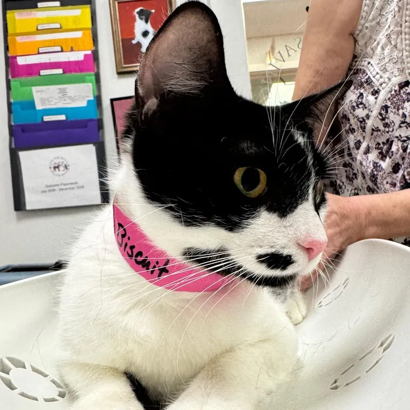 An adult medium-sized female White Domestic Short Hair cat named Biscuit for adoption in Peoria, IL