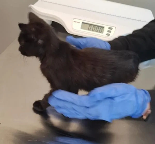 An adult small-sized female Domestic Short Hair cat named Sf for adoption in Lawrenceville, GA