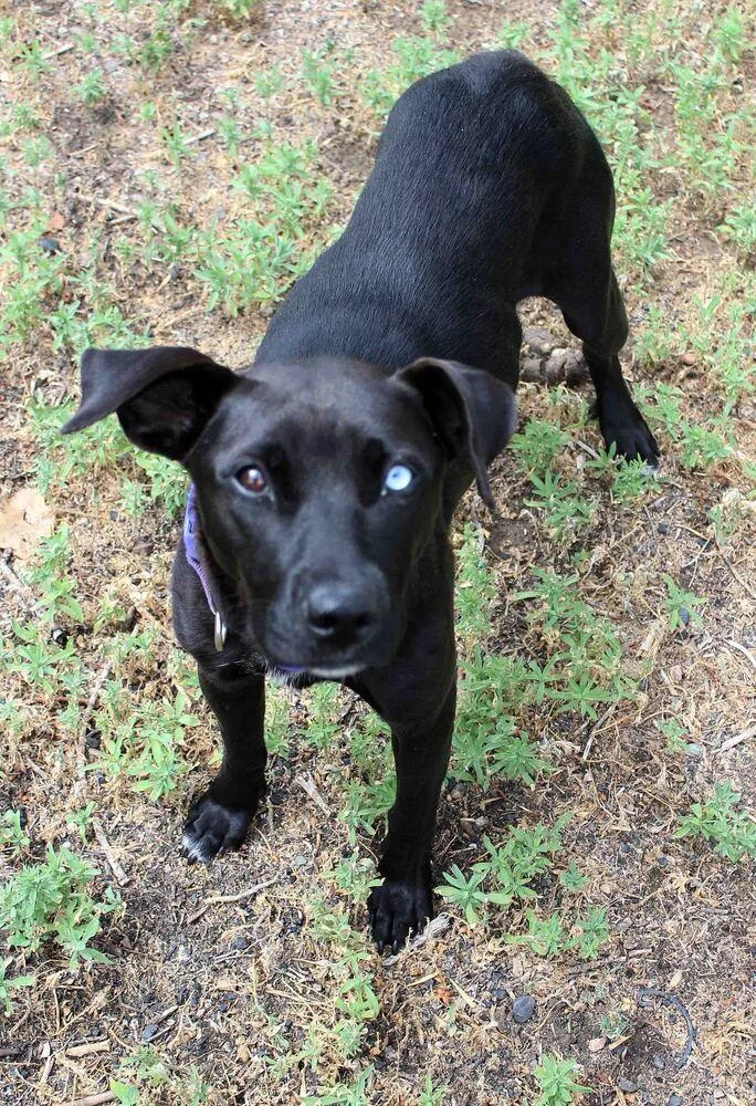 An adult medium-sized female Pit Bull Terrier dog named Moonpie for adoption in Thornton, CO