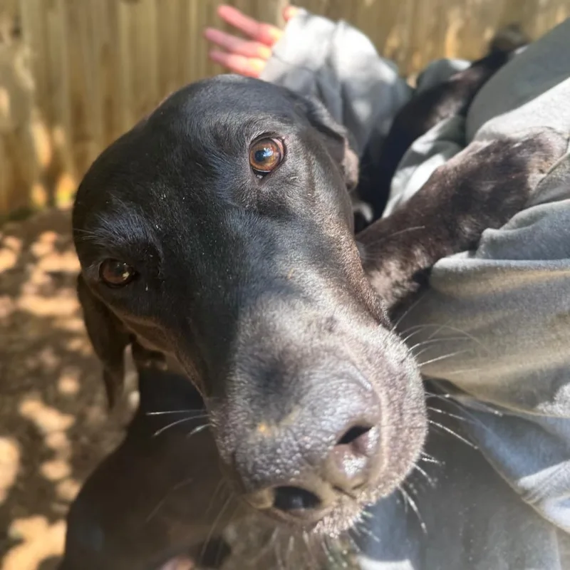 An adult large-sized male Black Labrador Retriever dog named Timms for adoption in Fredericksburg, VA