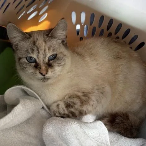 A senior medium-sized female Buff / Tan / Fawn American Shorthair cat named Robin for adoption in Freeport, FL