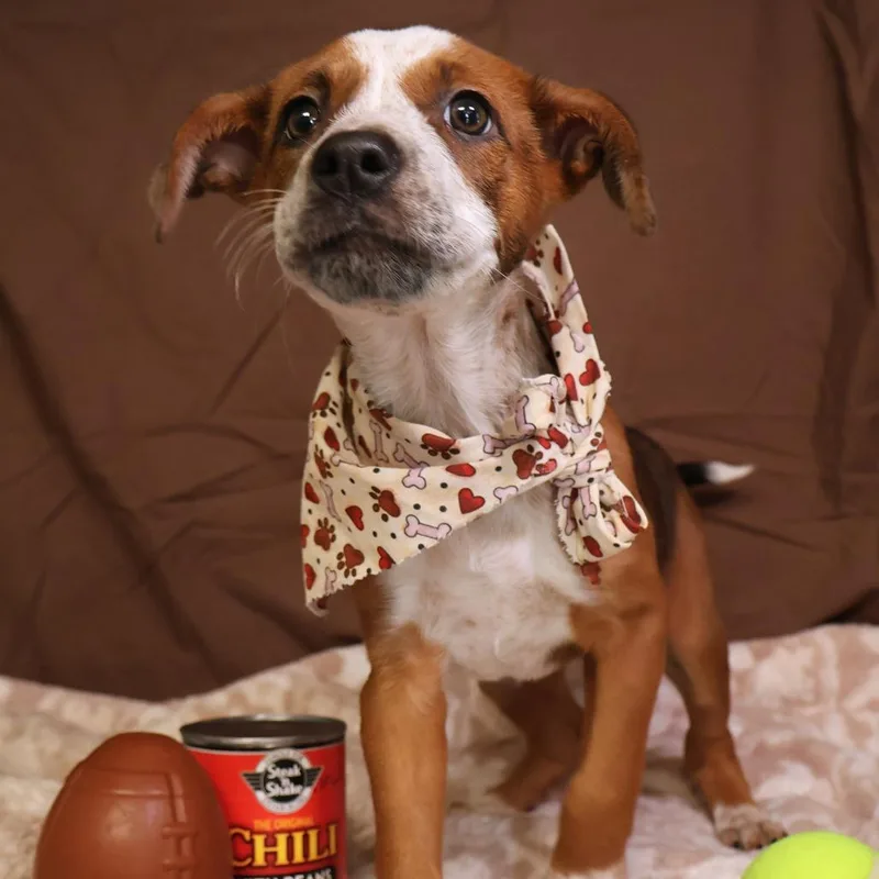 A baby small-sized female Brown / Chocolate Mixed Breed dog named Pumpkin Spice for adoption in Saint Charles, MO