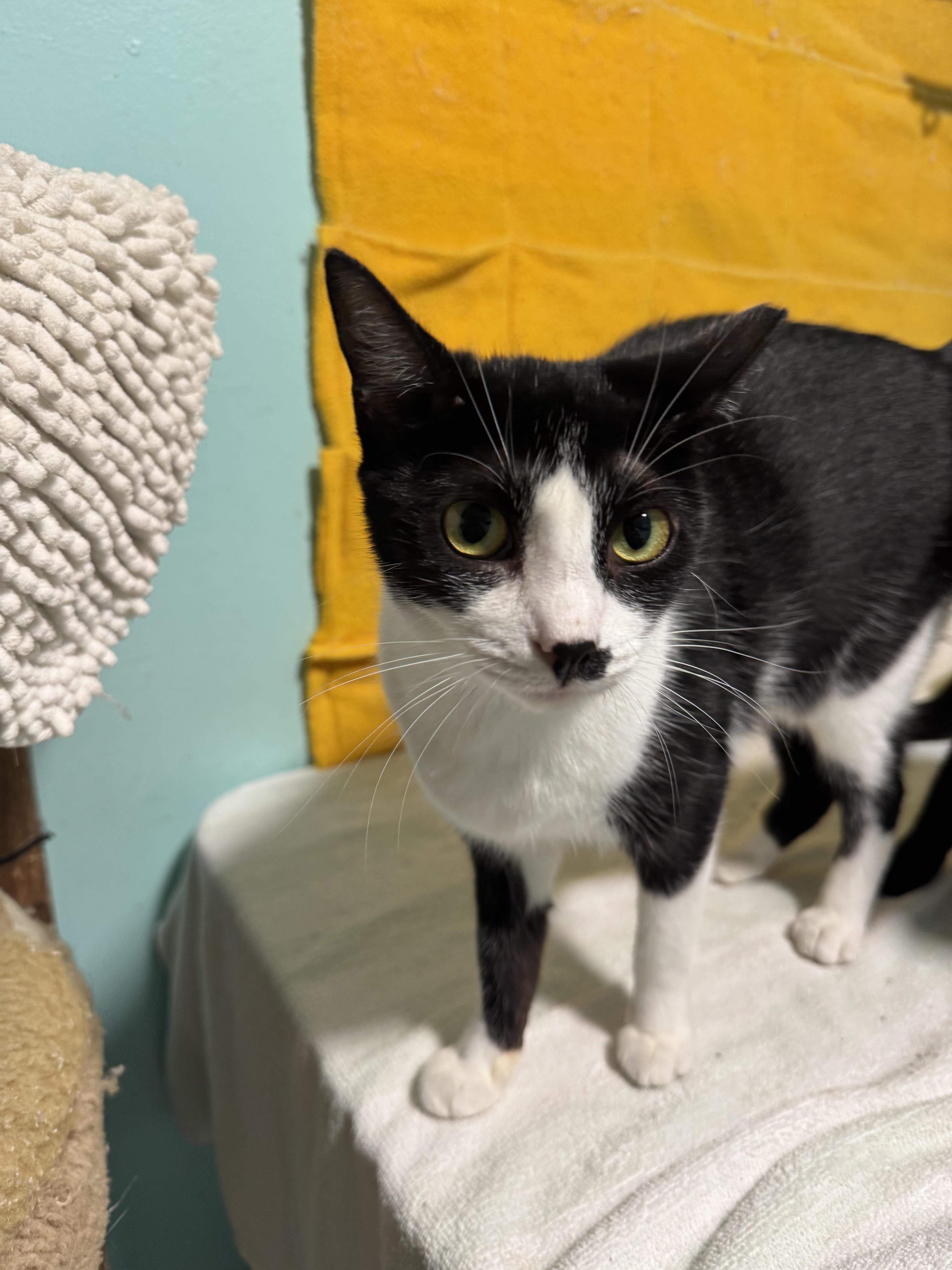 A young medium-sized female Domestic Short Hair cat named Daisy for adoption in Saint John, VI