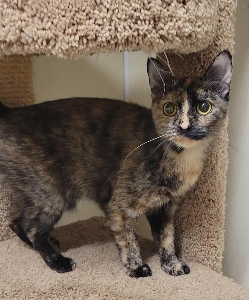 A young medium-sized female Domestic Short Hair cat named Victoria for adoption in Sandusky, OH